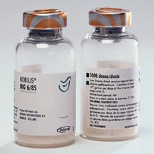 Odoo - Sample 3 for three columns